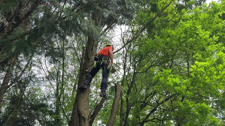 Best Palm Tree Trimming  in St Johns, AZ